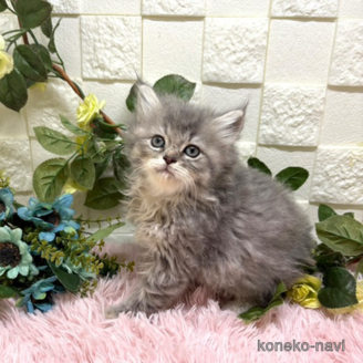 販売中の埼玉県のスコティッシュフォールド-117570の4枚目